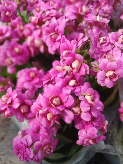 2’li Canlı Pembe Kalanchoe Fidesi – Saksıda Kolay Bakımlı Set