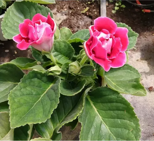 4 Mevsim Canlı Kırmızı Bardak Menekşesi – Saksıda Gloxinia Ile Balkon & Eviniz Için Renk Şöleni