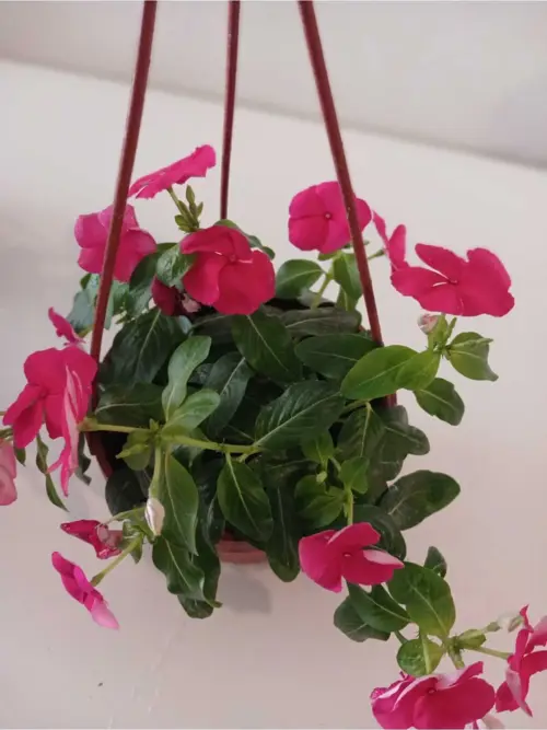 4 Mevsim Parlak Kırmızı Pervane Çiçeği – Saksıda Canlı Catharanthus Roseus, Balkon & Bahçe Çiçeği