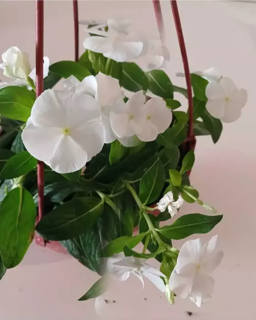 Saksıda 4 Mevsim Beyaz Pervane Çiçeği – Catharanthus Roseus, Kolay Bakımlı Balkon & Bahçe Çiçeği
