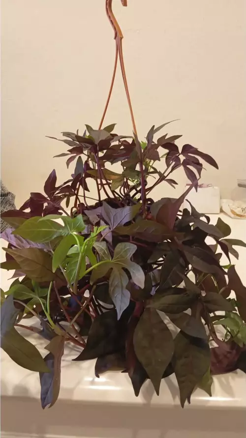 Canlı Mor Tonlu Ipomoea Batatas ‘Blackie’ Sarkıcı Dekoratif Süs Patatesi – Dayanıklı & Pratik Bakım