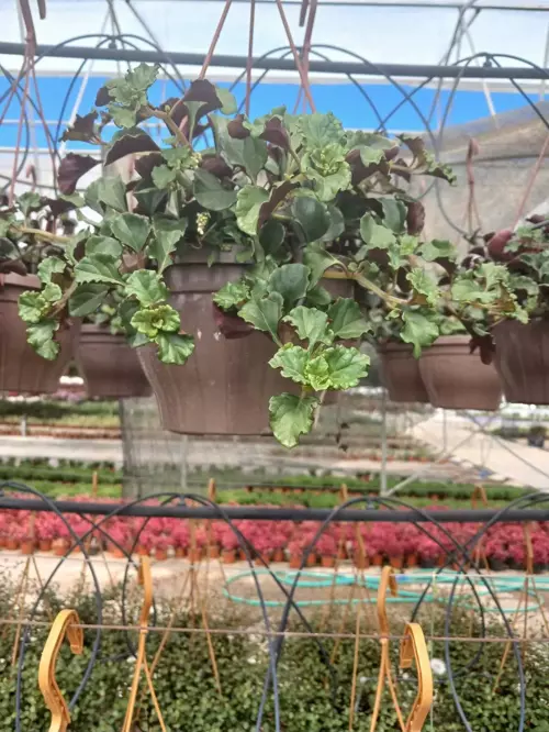 Hava Temizleyici Askılı Golden Pothos Parlak Mustafa – Duvar & Tavan Için Dekoratif Sarmaşık