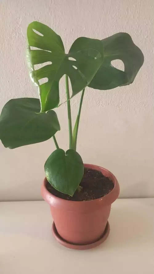 Monstera Deliciosa-deve Tabanı 50-60 Cm–doğal Hava Temizleyici Salon & Ofis Bitkisi