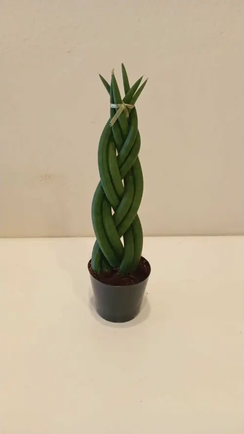 Saksıda Özel Örgü Sansevieria Cylindrica Paşa Kılıcı – 25 Cm Şık Ofis & Salon Bitkisi