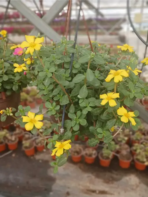Dekoratif Sarı Portulaca Grandiflora, Semizotu Çiçeği Saksıda – Balkon ve Teras Bitkisi