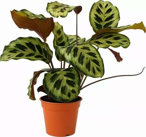 Canlı Calathea Makoyana – 50–60 Cm Geniş Desenli Peacock Plant Salon Bitkisi
