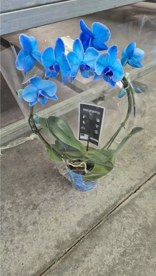 Açık Safir Mavisi – Özel Seri Mavi Phalaenopsis Orkide Saksıda Şık Dekoratif Ev Bitkisi