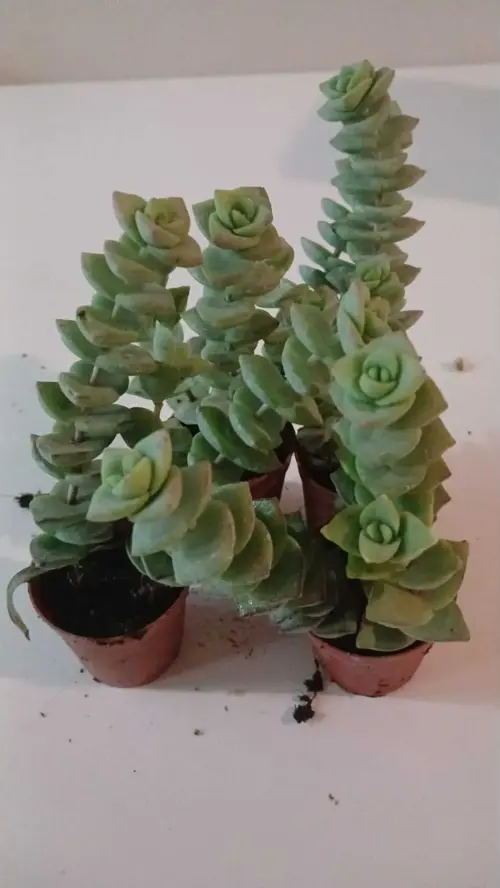 Ev/Ofis İçin Popüler Düğmeli Sukulent (Crassula Perforata)– Canlı, Saksılı & Modern Stil- 2'li