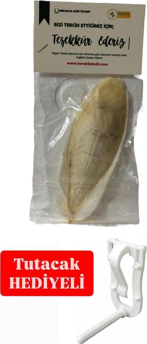 Kalamar Kemiği 10/12 Cm
