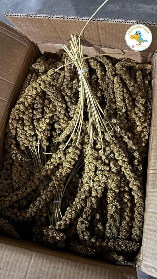 1 Kg Jumbo Dal Darı