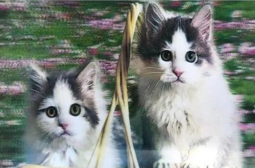 5d Elmas Boyama Kedi Tablosu