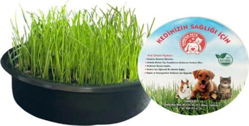 Organik Kedi Çimi 1 Kg (250 Gr Buğday+250 Gr Arpa+250 Gr Yulaf+250 Gr Çim Tohumu) Kapsız-Topraksız