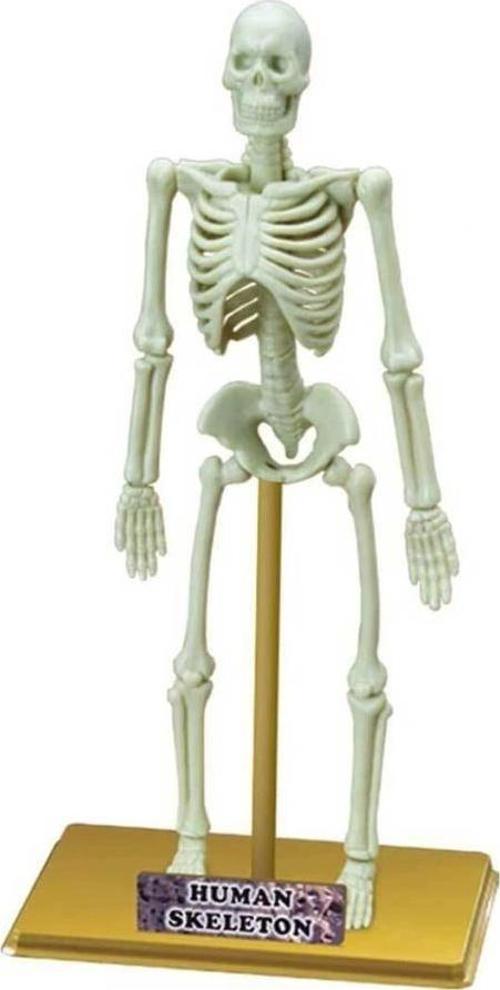 Nessiworld  Bilim Seti : İnsan İskeleti