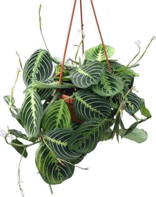 Maranta Leuconeura 'Lemon Lime' (Dua Çiçeği)
