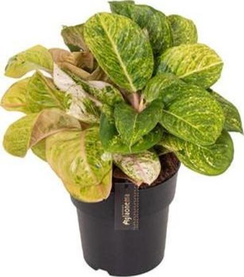 Aglaonema 'Apple Fantasy' (Çin Herdemyeşili)