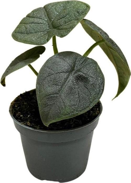 Alocasia Melo (Fil Kulağı)