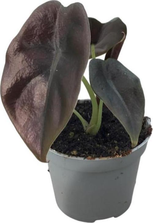 Alocasia Cuprea (Fil Kulağı)