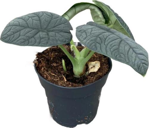 Alocasia Melo (Fil Kulağı)