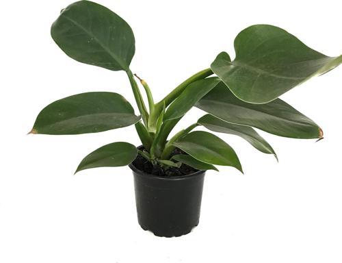Philodendron 'Imperial Green'