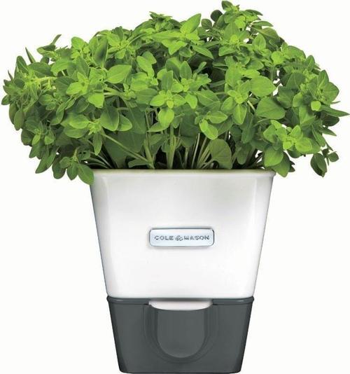 Cole & Mason H105249 Yeşillik Saklama Kabı
