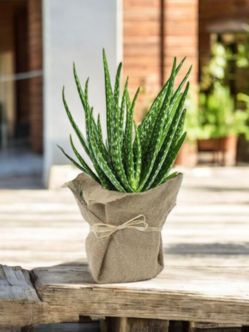 Hediyelik Aloevera ( Sevdiklerinize Sağlık Gönderme Zamanı ) No 4