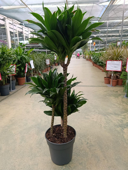 Dracaena Compacta 3 Köklü Ve Gövdeli Bitki