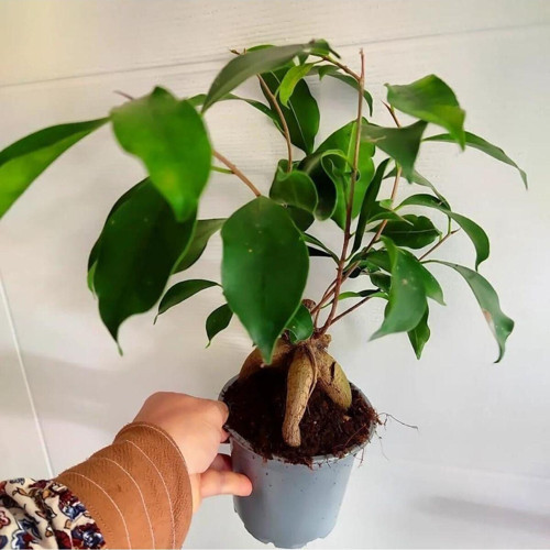 Bonsai Agaci - Ficus Bonsai -(Çicegi) Özel Bitki Kalin Gövde