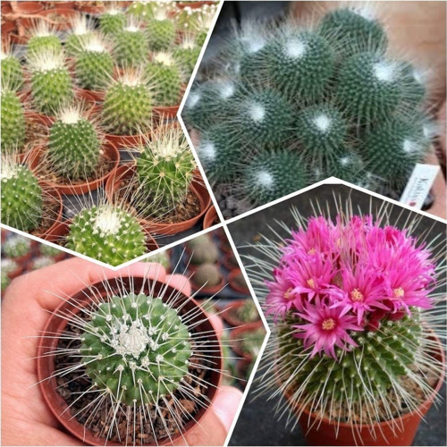 Spinosissima Kaktüs 5.5 Saksıda