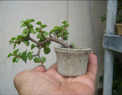 Minitaş Saksıda Bonsai Para Yeşim Ağacı