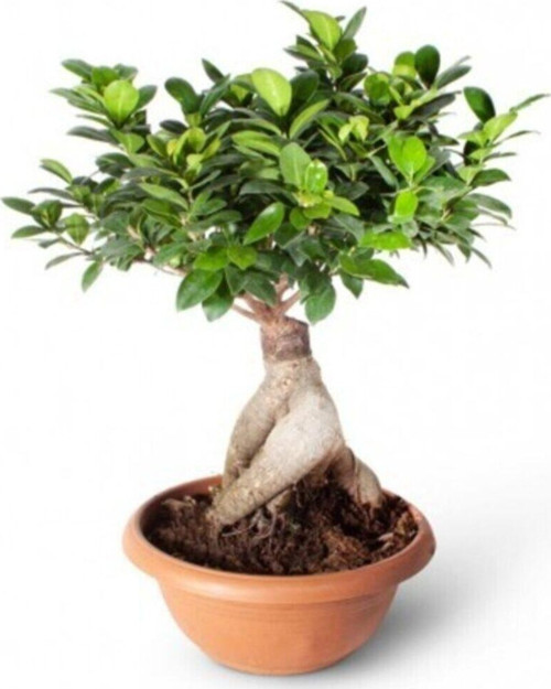 Bonsai Ficus Gingseng 2000Gr