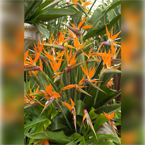 Starliçe ( Cennet Kuşu Strelitzia 100-120Cm )