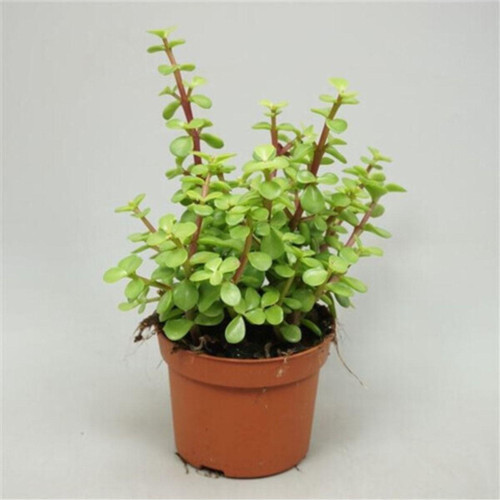 Egzotikbahçe Portulacaria Afra Fil Yemi Sukulent 5,5Cm