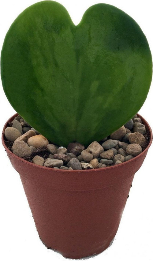 Hoya Kerrii (Şans Kalbi) Çiçeği, 5.5 Cm Saksıda