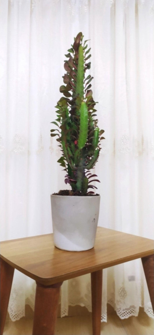 Süt Ağacı Euphorbia Trigona 60 Dekoratif Saksıda