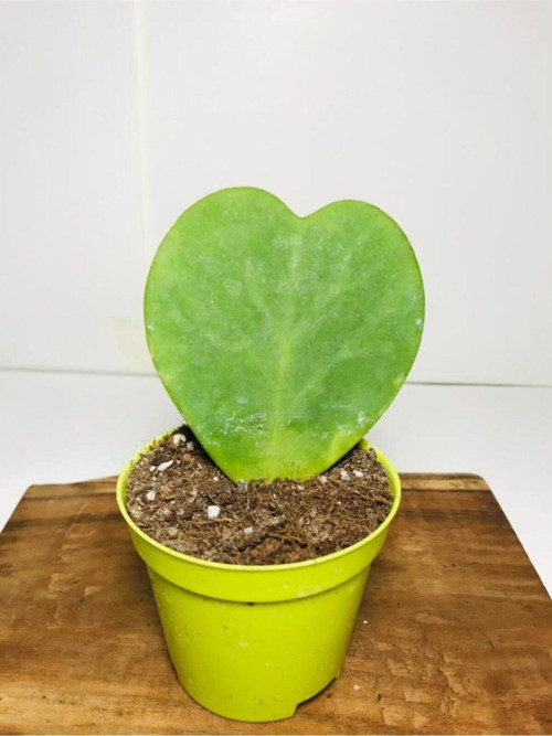 Hoya Kerrii Kalp Sukulent Sweetheart