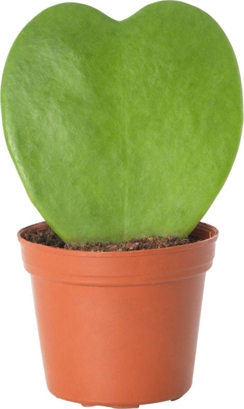 Hoya Kerrii Şans Kalbi Saksı Çapı 5,5 Cm Ev Bitkisi