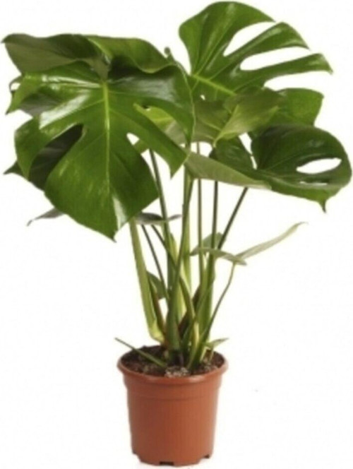 Monstera Deva Tabanı Buyuk Delikli Yapraklı