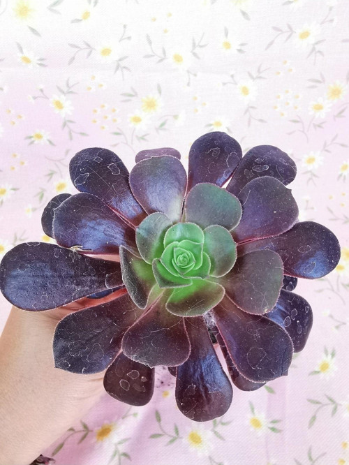 Aeonium Arboreum