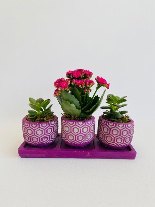 Mor Petek Model Trio Beton Saksıda Para Çiçeği Ile Kalanchoe(Kalanşo)