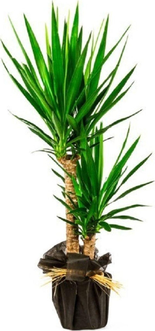 Ikili Yukka Yucca Bitkisi 80 -100 Cm