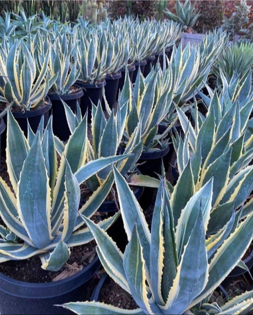 Agave Americana 12 Cm Çapında Üretim Saksısında