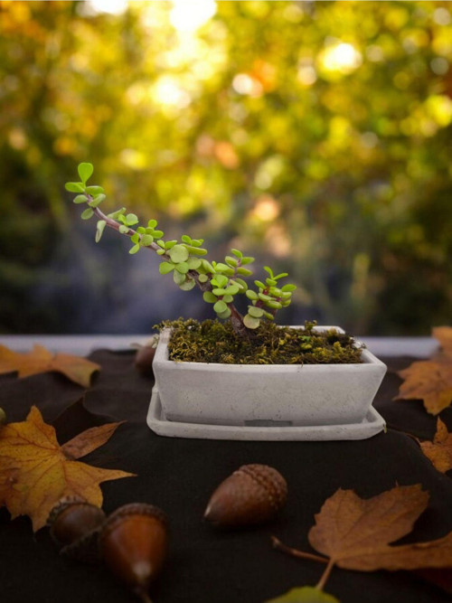 Tabaklı Beton Saksılı Afra Bonsai Yeşim Ağacı