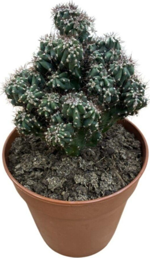 Cereus Peruvianus Montrose Kaktüs