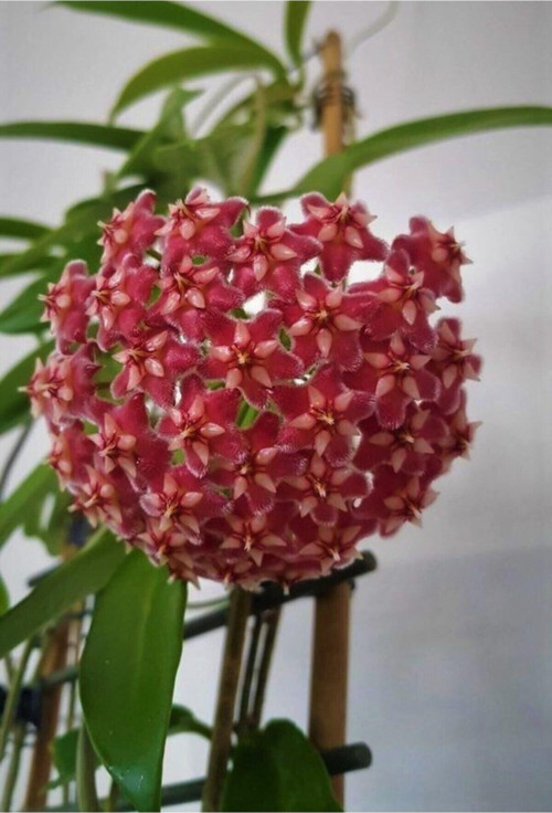 Mum Çiçeği Kırmızı Hoya Carnosa Kokulu 1.Kalite 9 Cm Saksıda