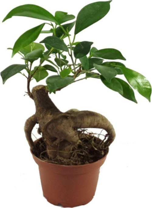 Ficus Bonsai Ağacı – 6 Cm Plastik Saksıda