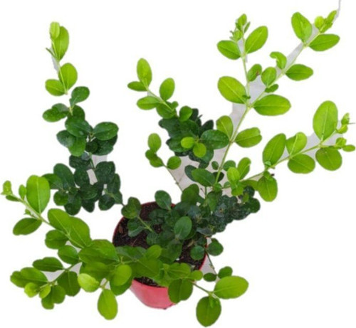 Natal Eriği Fidanı 20/40 Cm Arası Fidanlar