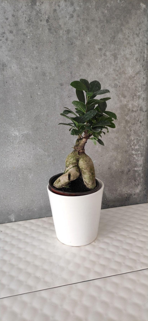 Ficus Bonsai Agacı Seramik Saksıda (Peri )