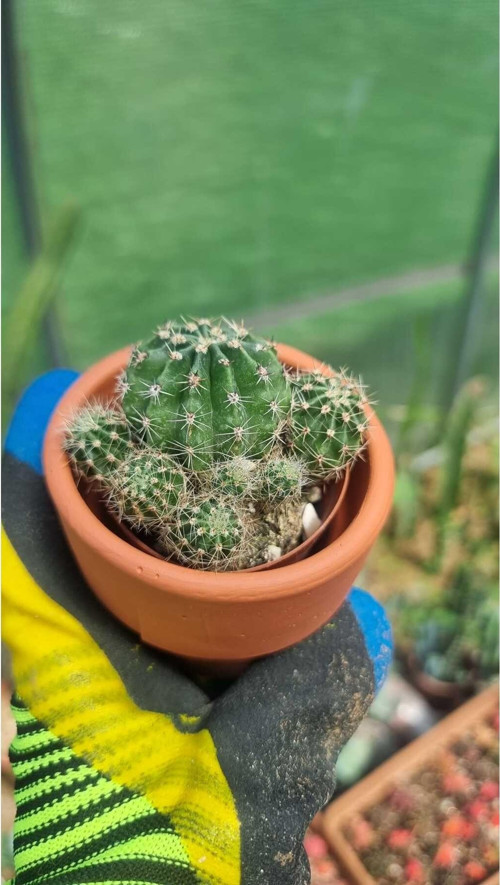 Taş Saksı İle Birlikte Kaktüs Echinopsis Oxygona Kaynana Topuzu Kaktüs