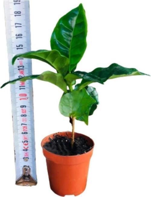 Kahve Fidanı Kahve Fidesi Kahve Ağacı Coffea Arabica Meyve Veren Cins 1Adet