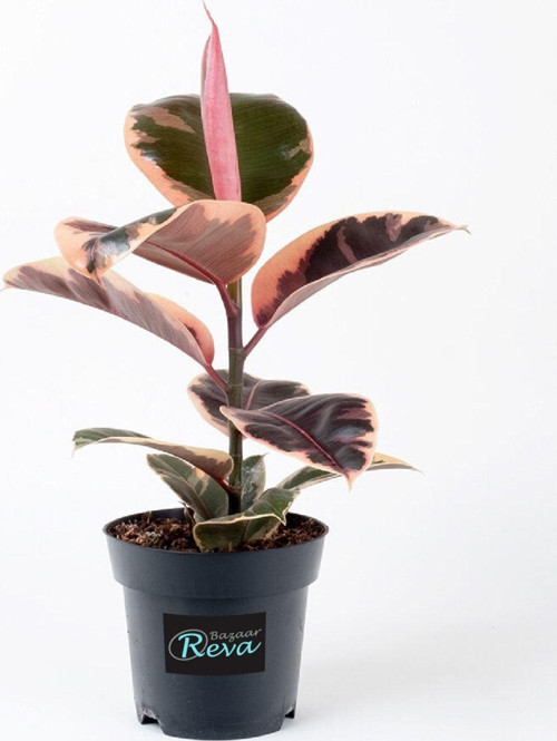 Ficus Elastica Belize | Kauçuk Çiçeği | S.Çapı 12Cm | Ev Ofis Salon Iç Mekan Bitkisi